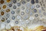 Polished, Fossil Coral Slab - Indonesia #109149-1